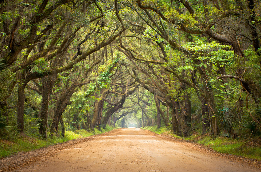 South Carolina-tree-covered-road